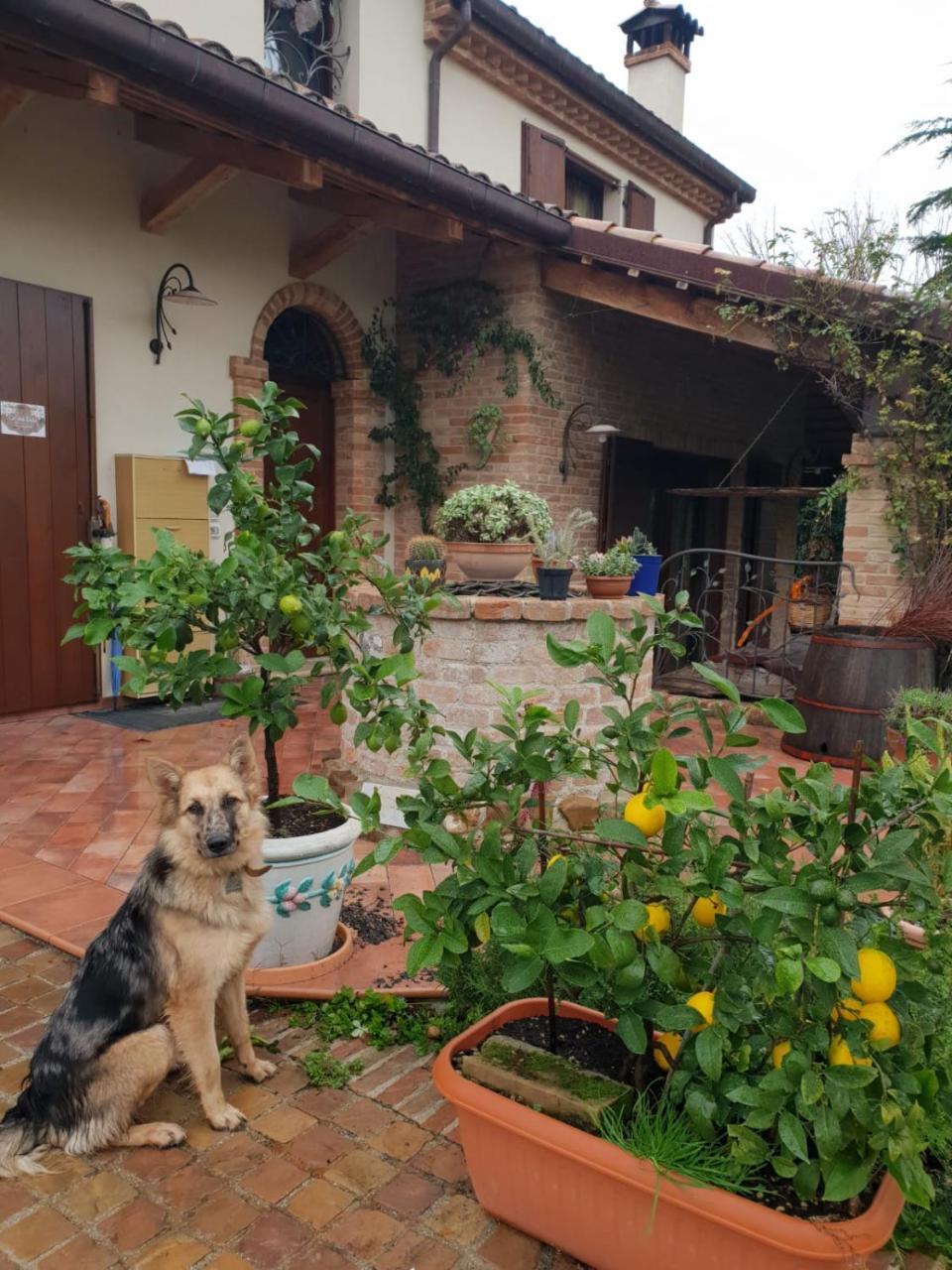 Ca' Dei Gelsi B & B Кориано Екстериор снимка